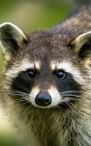 Preview wallpaper raccoon, animal, cute, wildlife