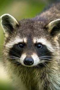 Preview wallpaper raccoon, animal, cute, wildlife