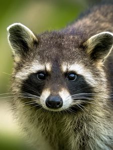 Preview wallpaper raccoon, animal, cute, wildlife