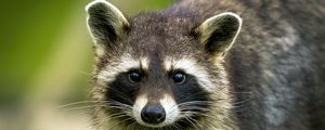 Preview wallpaper raccoon, animal, cute, wildlife