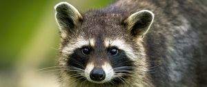 Preview wallpaper raccoon, animal, cute, wildlife