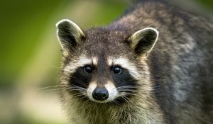 Preview wallpaper raccoon, animal, cute, wildlife