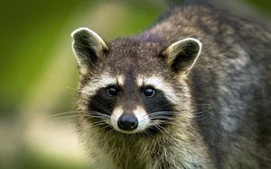 Preview wallpaper raccoon, animal, cute, wildlife