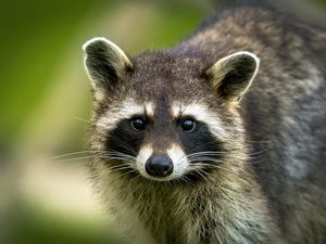 Preview wallpaper raccoon, animal, cute, wildlife