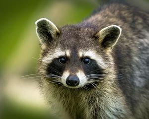 Preview wallpaper raccoon, animal, cute, wildlife