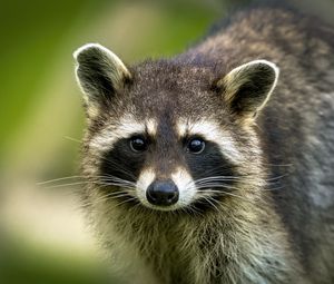 Preview wallpaper raccoon, animal, cute, wildlife