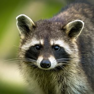 Preview wallpaper raccoon, animal, cute, wildlife