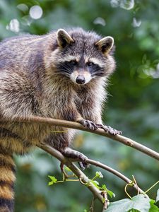 Preview wallpaper raccoon, animal, cute, funny, branch