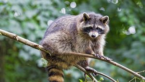 Preview wallpaper raccoon, animal, cute, funny, branch