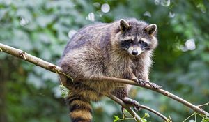 Preview wallpaper raccoon, animal, cute, funny, branch