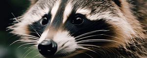 Preview wallpaper raccoon, animal, funny, wildlife