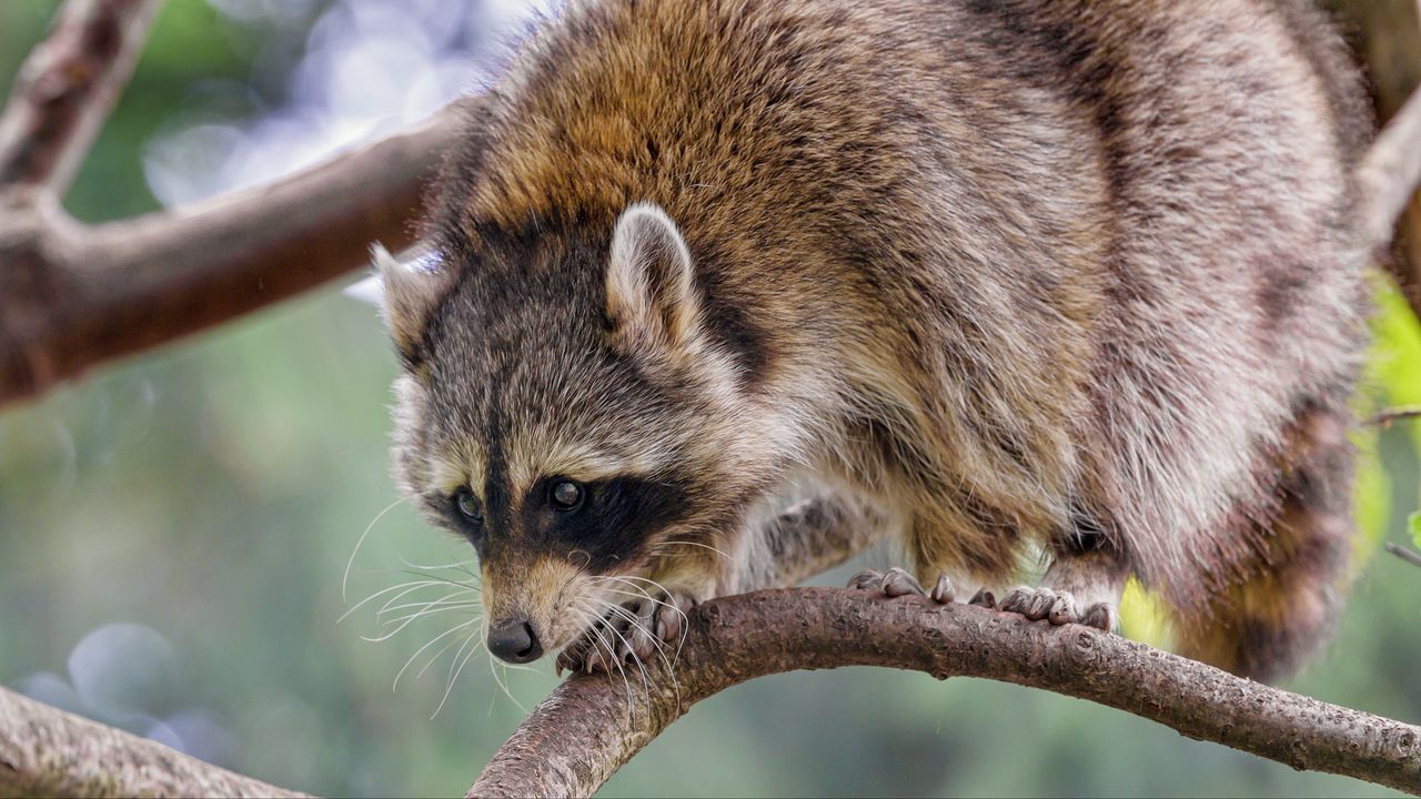 Wallpaper raccoon, animal, funny, branch