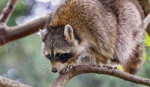 Preview wallpaper raccoon, animal, funny, branch
