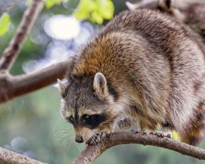 Preview wallpaper raccoon, animal, funny, branch