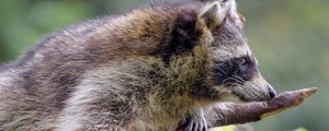 Preview wallpaper raccoon, animal, furry, branch