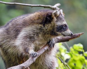 Preview wallpaper raccoon, animal, furry, branch