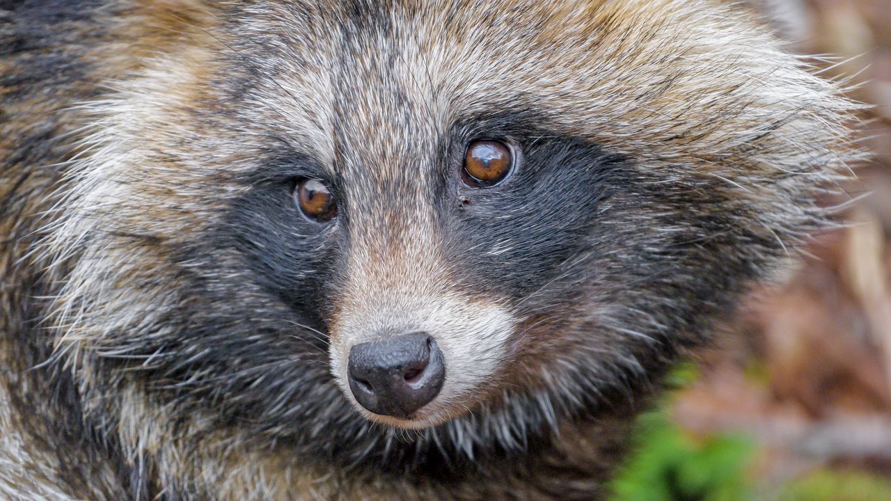 Wallpaper raccoon, animal, glance, cute, wildlife