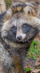 Preview wallpaper raccoon, animal, glance, cute, wildlife