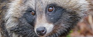 Preview wallpaper raccoon, animal, glance, cute, wildlife