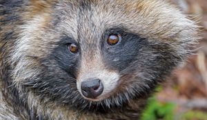 Preview wallpaper raccoon, animal, glance, cute, wildlife