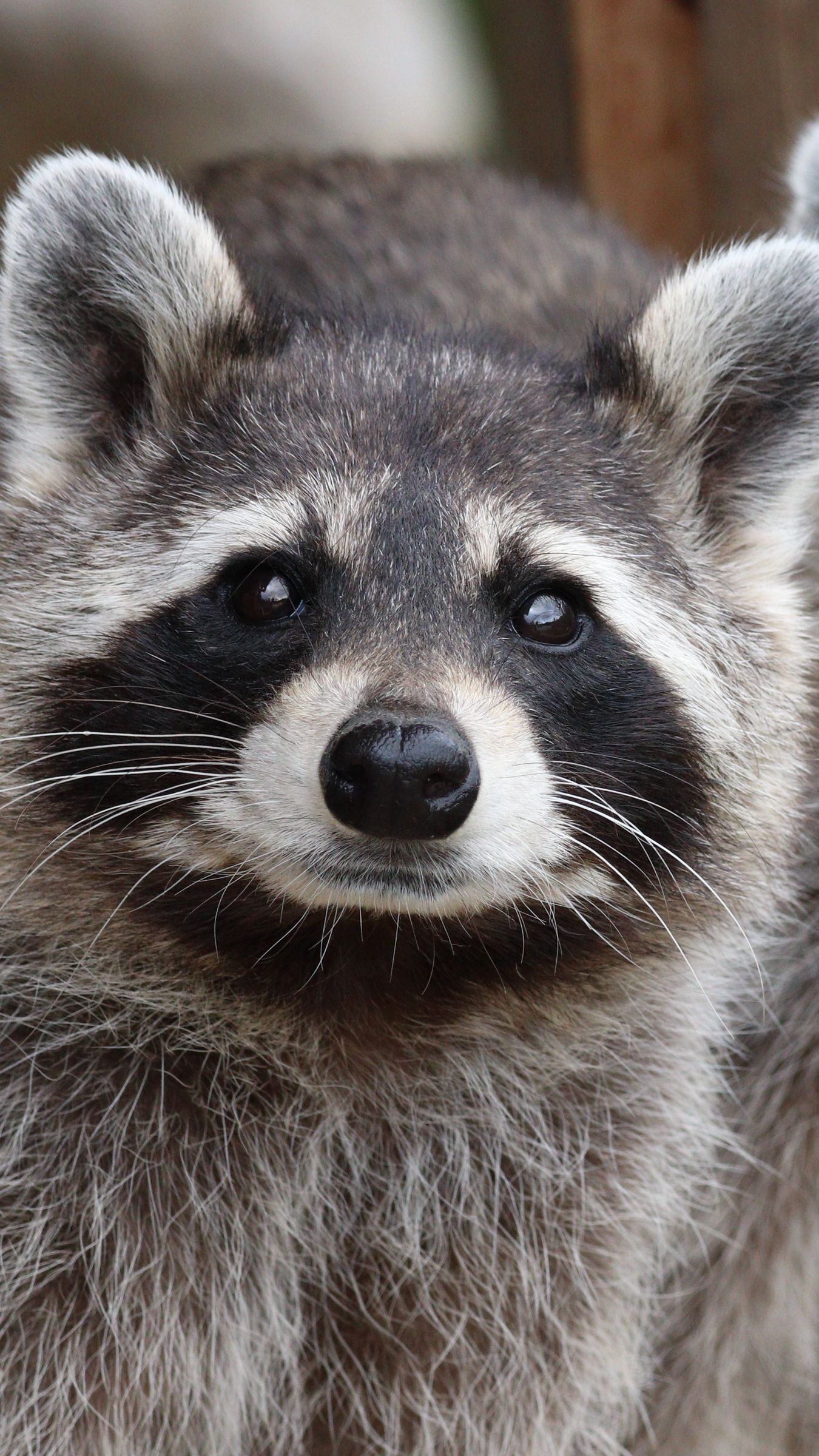 1350x2400 Wallpaper raccoon, animal, gray, glance