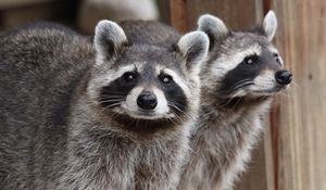 Preview wallpaper raccoon, animal, gray, glance