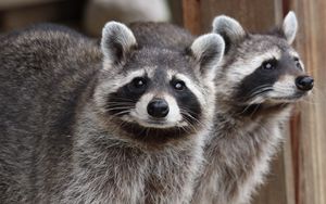 Preview wallpaper raccoon, animal, gray, glance