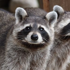 Preview wallpaper raccoon, animal, gray, glance