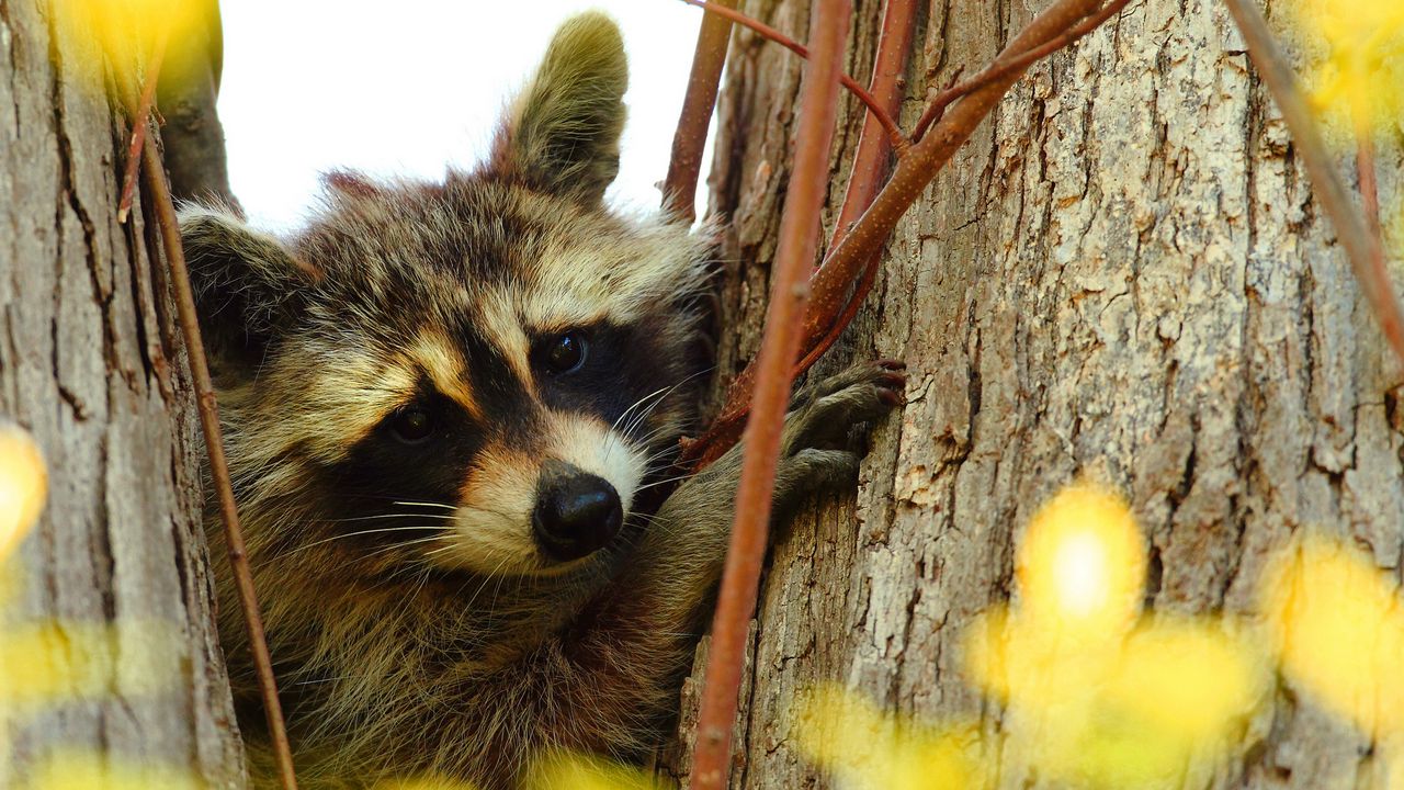 Wallpaper raccoon, animal, muzzle, branches, tree