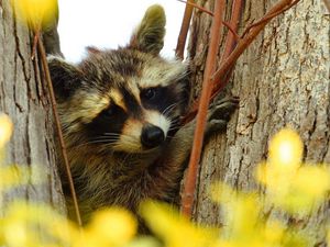 Preview wallpaper raccoon, animal, muzzle, branches, tree