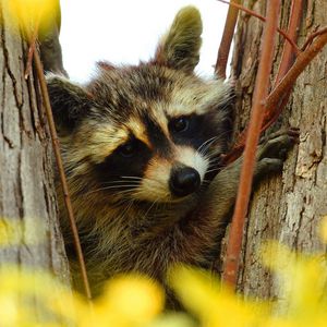 Preview wallpaper raccoon, animal, muzzle, branches, tree
