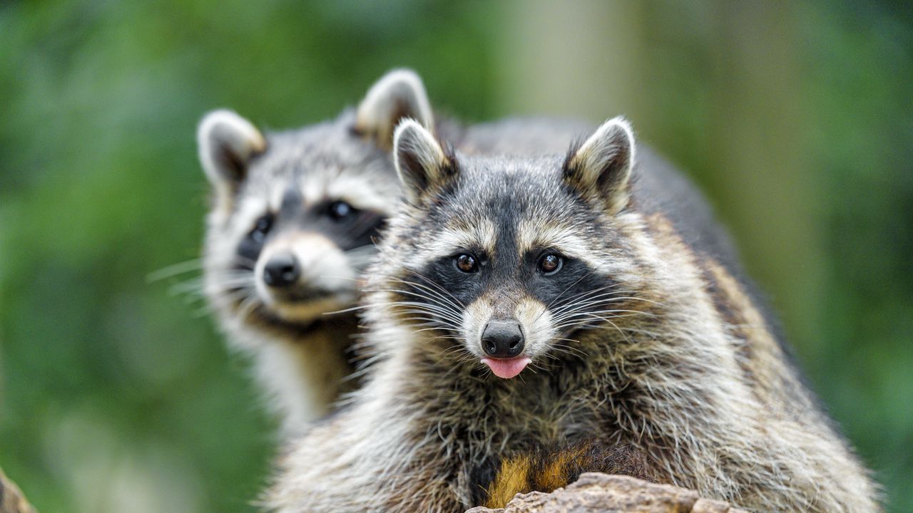 Wallpaper raccoon, animal, protruding tongue, muzzle