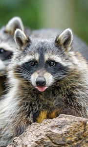 Preview wallpaper raccoon, animal, protruding tongue, muzzle