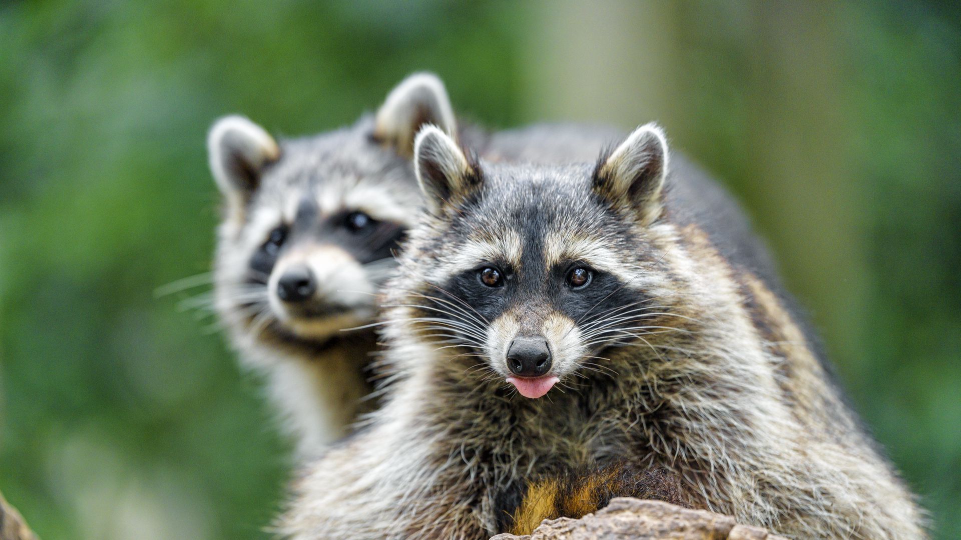 download-wallpaper-1920x1080-raccoon-animal-protruding-tongue-muzzle