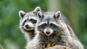 Preview wallpaper raccoon, animal, protruding tongue, muzzle