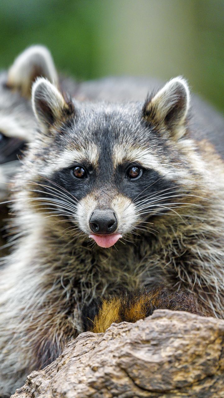 720x1280 Wallpaper raccoon, animal, protruding tongue, muzzle