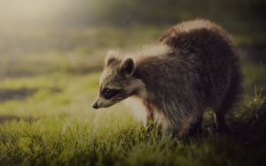 Preview wallpaper raccoon, animal, shadow, interest