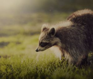 Preview wallpaper raccoon, animal, shadow, interest