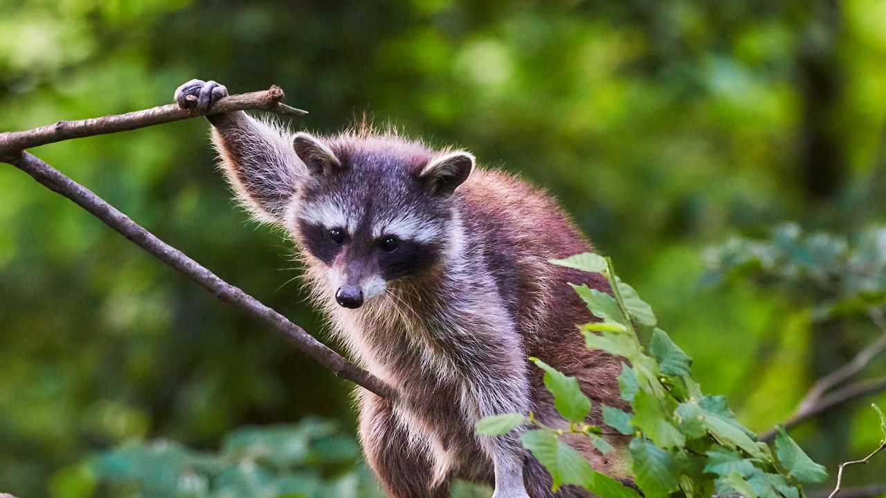 Wallpaper raccoon, animal, tree, branches