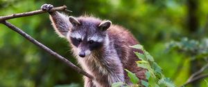 Preview wallpaper raccoon, animal, tree, branches