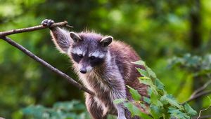 Preview wallpaper raccoon, animal, tree, branches