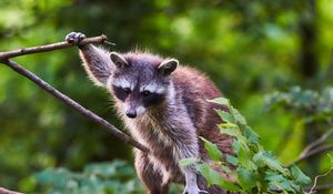 Preview wallpaper raccoon, animal, tree, branches