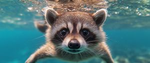 Preview wallpaper raccoon, animal, underwater, funny