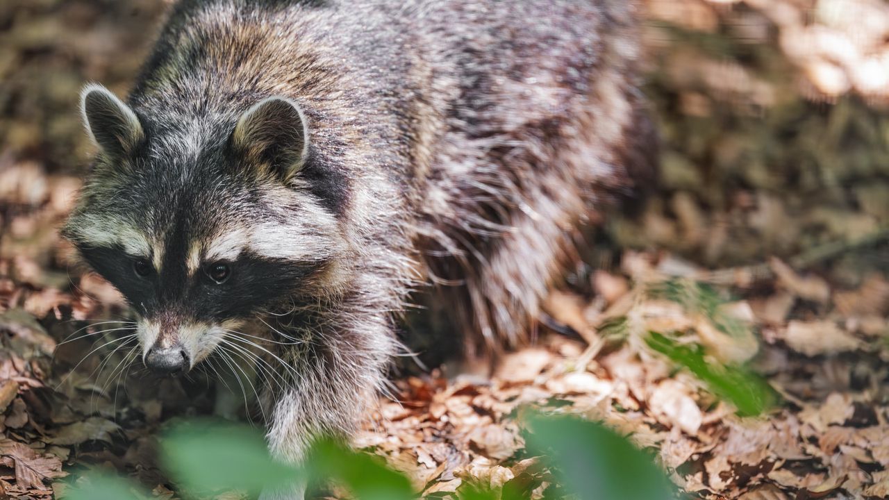 Wallpaper raccoon, animal, wildlife, leaves, autumn