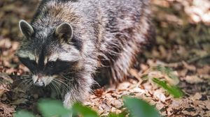 Preview wallpaper raccoon, animal, wildlife, leaves, autumn
