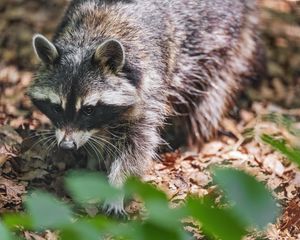 Preview wallpaper raccoon, animal, wildlife, leaves, autumn