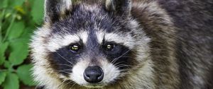 Preview wallpaper raccoon, animal, wildlife, leaves