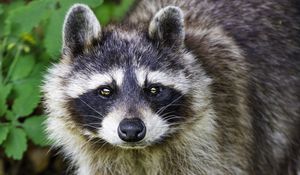 Preview wallpaper raccoon, animal, wildlife, leaves