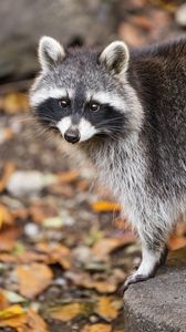 Preview wallpaper raccoon, autumn, leaves, grey, yellow