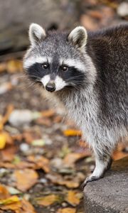 Preview wallpaper raccoon, autumn, leaves, grey, yellow
